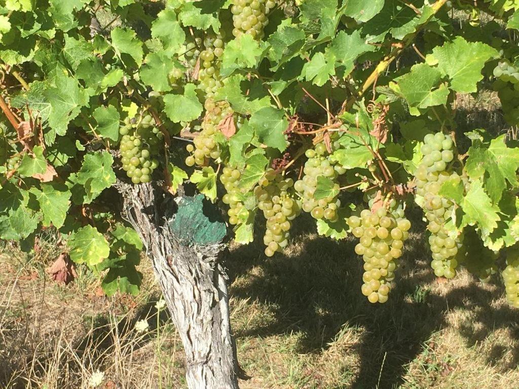 Vineyard Cottage In Blenheim On The Golden Mile Esterno foto