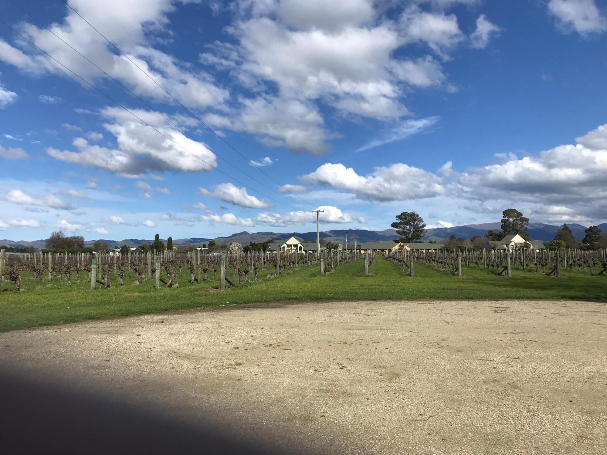 Vineyard Cottage In Blenheim On The Golden Mile Esterno foto
